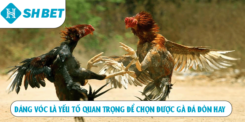 Dáng vóc là yếu tốc quan trọng để chọn được gà đá đòn hay