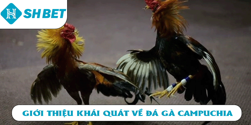 Giới thiệu khái quát về đá gà Campuchia