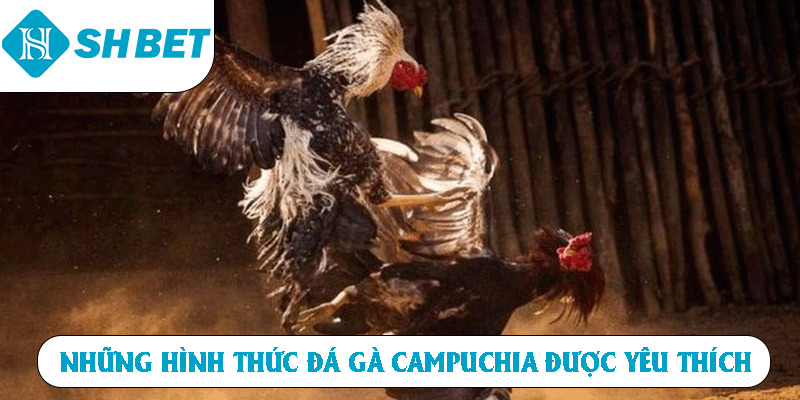 Những hình thức đá gà Campuchia được yêu thích
