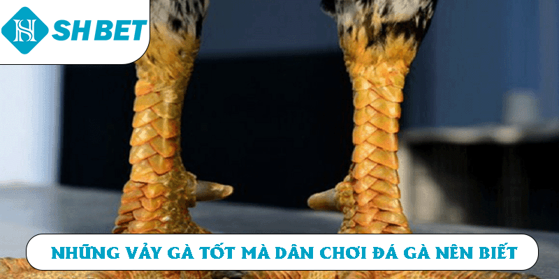 Những vảy gà tốt mà dân chơi đá gà nên biết