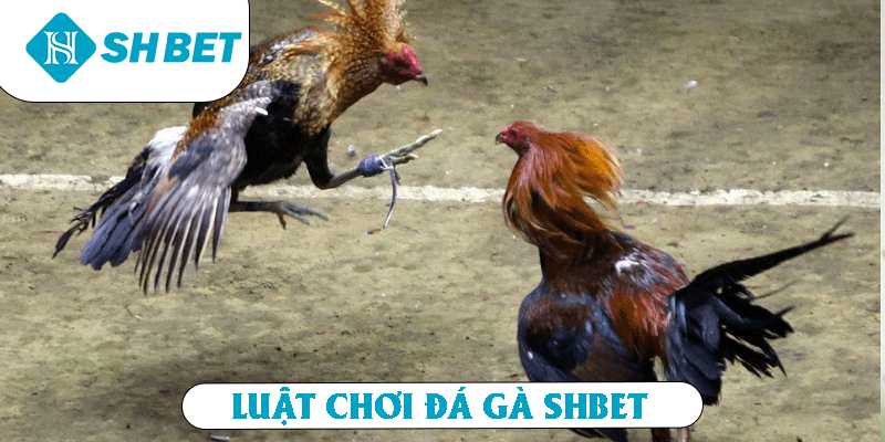 Luật chơi đá gà SHBET