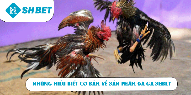 Những hiểu biết cơ bản về sản phẩm đá gà SHBET