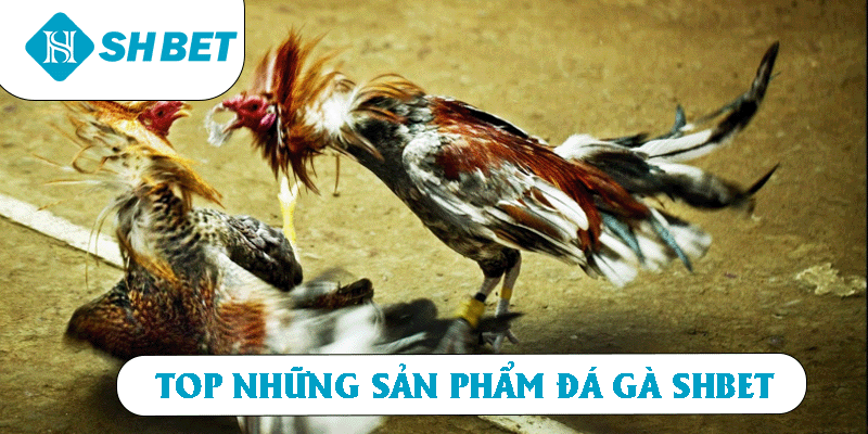 Top những sản phẩm đá gà SHBET
